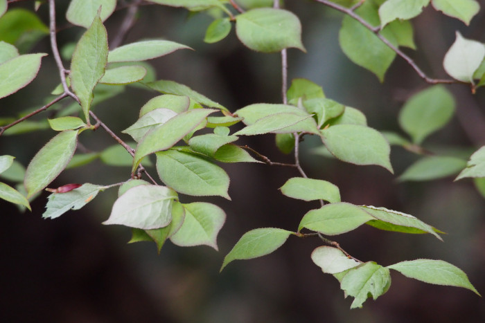 윤노리나무 -  Oriental photinia, Pourthiaea villosa (Thunb.) Decne.