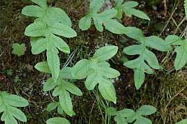 층층고란초 - Crypsinus veitchii (Baker) Copel.