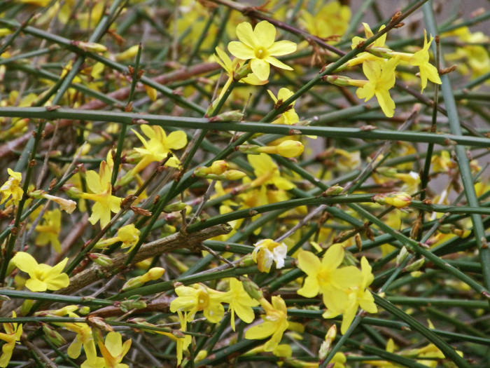 영춘화 - Jasminum nudiflorum Lindl.
