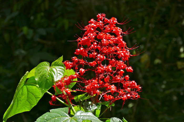용선화 - Pagoda Flower, Pyramid flower, Temple flower, Clerodendrum paniculatum