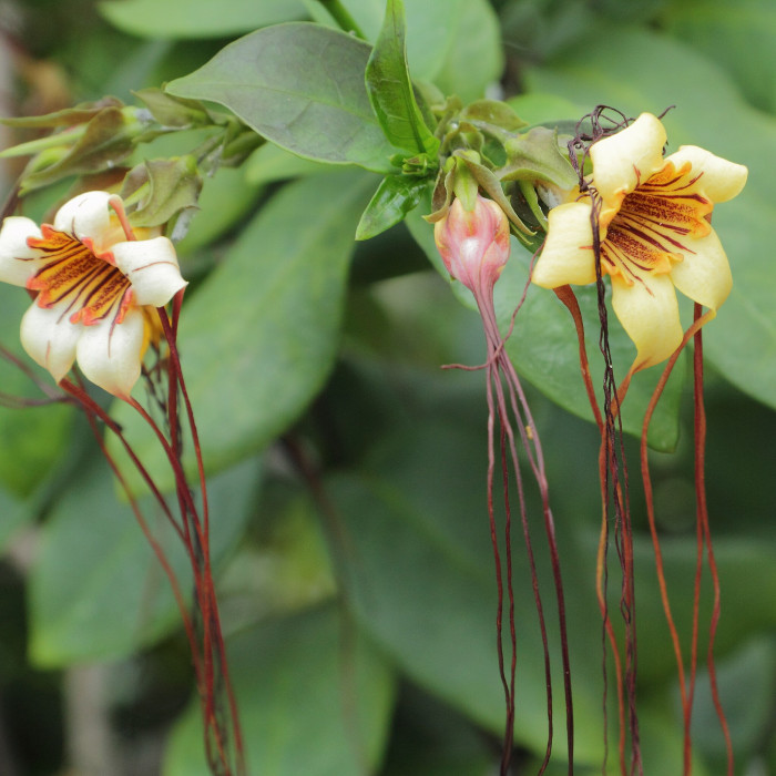 스트로판투스 프루시 - spider tresses, Strophanthus preussii