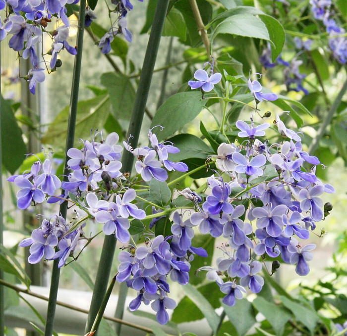 나비꽃 - Blue butterfly, Clerodendrum ugandense
