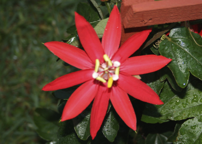 시계초 - passion flower, Passiflora caerulea