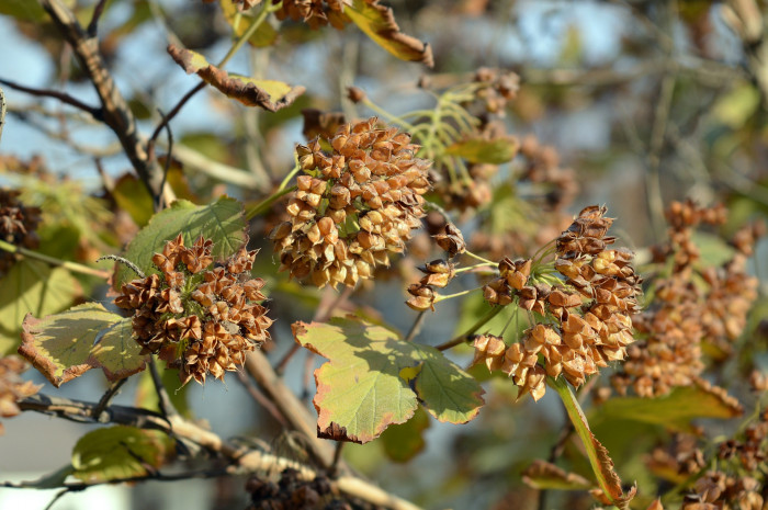 양국수나무 - Physocarpus opulifolius (L.) Maxim.