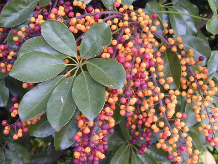 홍콩야자 - umbrella tree, Schefflera arboricola