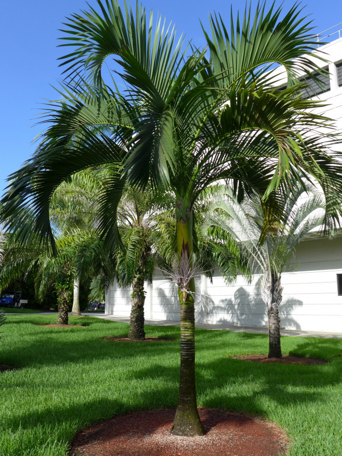 아네이튬 야자 - Aneityum Palm, Carpoxykum Palm, Carpoxylon macrospermum