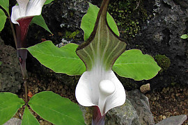 흰떡천남성 - Arisaema sikokianum