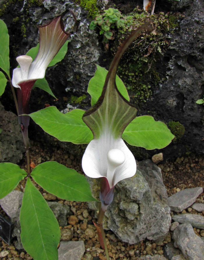 흰떡천남성 - Japanese Jack-in-the-Pulpit, Arisaema sikokianum