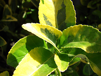 은사철 사진 - Euonymus japonica \'Albomarginata\' Photos