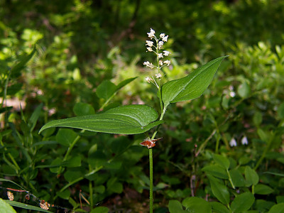 두루미꽃 사진 - Maianthemum bifolium (L.) F.W.Schmidt Photos