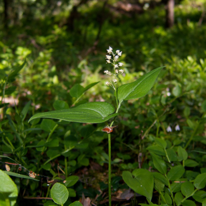 두루미꽃 - Maianthemum bifolium (L.) F.W.Schmidt