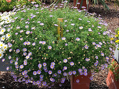 브라기컴 사진 - Brachyscome iberidifolia Photos