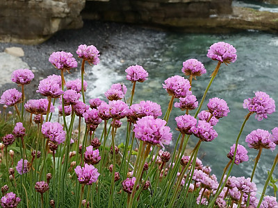 차이브 사진 - Allium schoenoprasum L. Photos