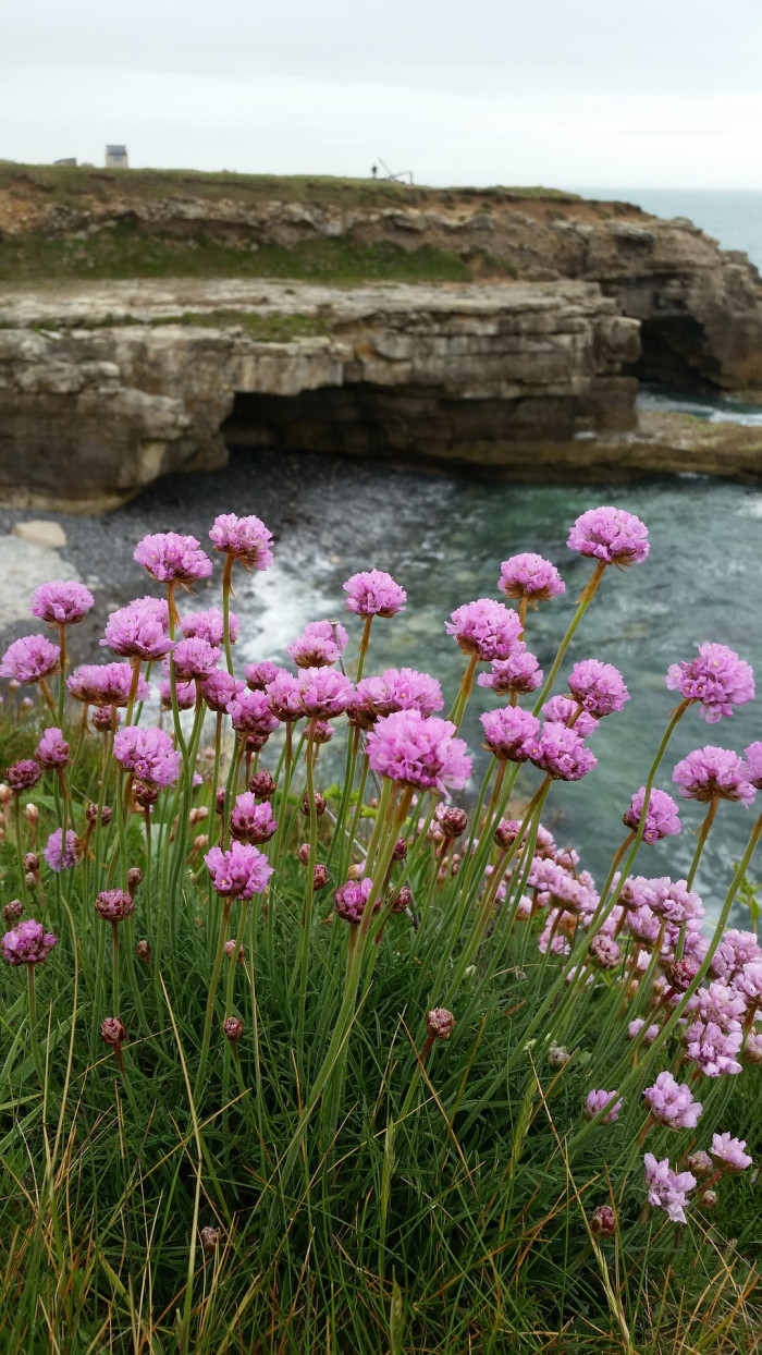 차이브 - Chives, Allium schoenoprasum L.