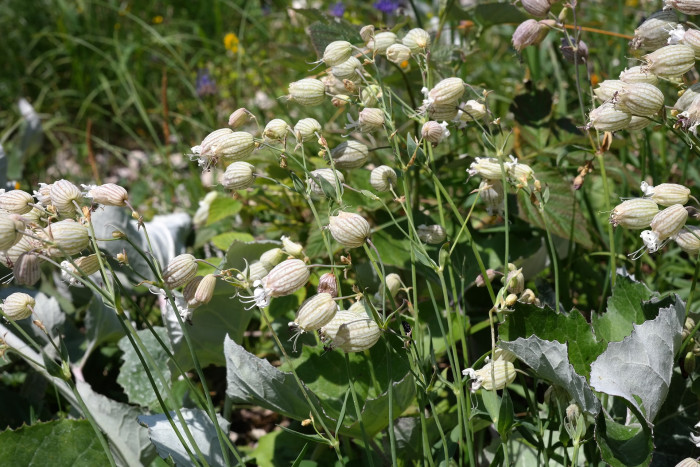 그린벨 - Bladder campion, Silene vulgaris
