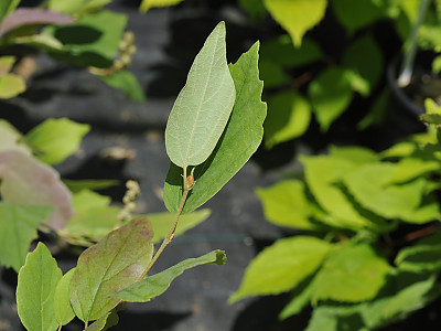 실목련 사진 - Fothergilla gardenii L. Photos