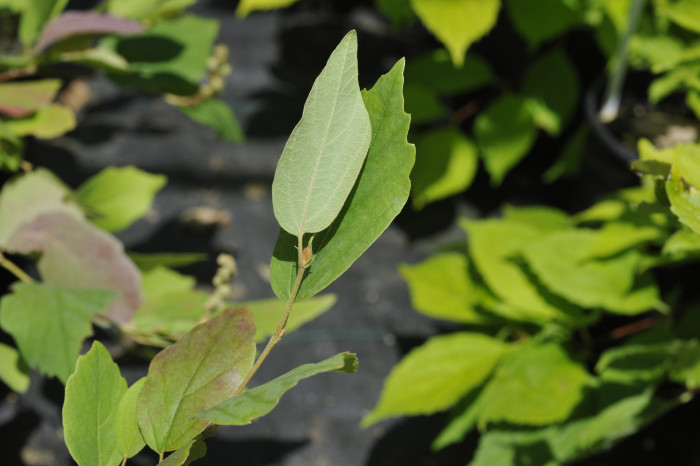 실목련 - Witch Alder, dwarf fothergilla, American wych hazel, dwarf witchalder, Fothergilla gardenii L.