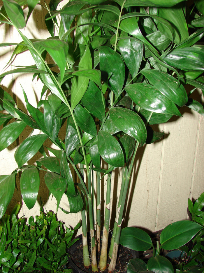 대나무야자 - Reed palm, Bamboo palm, Chamaedorea seifrizii Burret