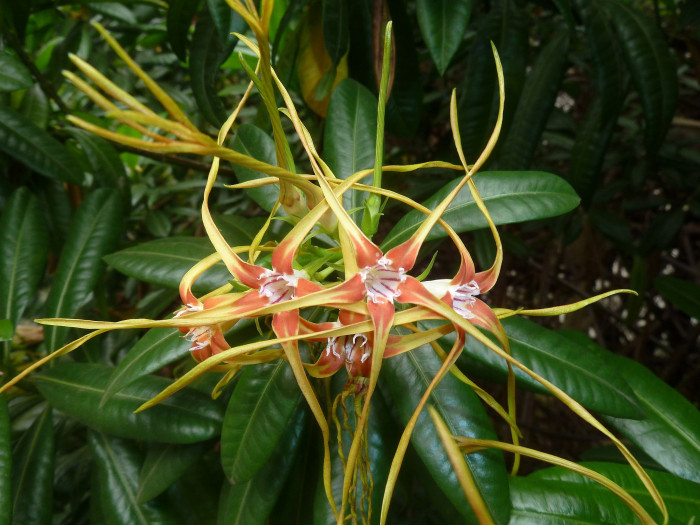 스트로판투스 피터자이아누스 - Strophanthus petersianus