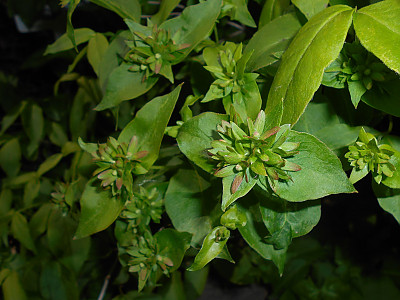 댕강나무 사진 - Abelia mosanensis T.H.Chung ex Nakai Photos