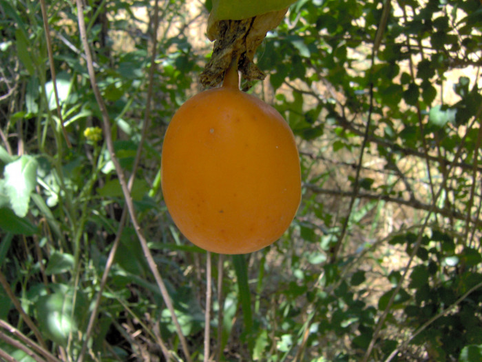 그라나딜라 - Sweet Granadilla, Passiflora ligularis