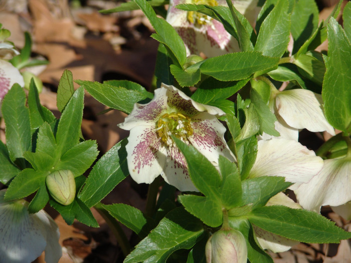 렌텐로즈 - lenten rose, Helleborus orientalis
