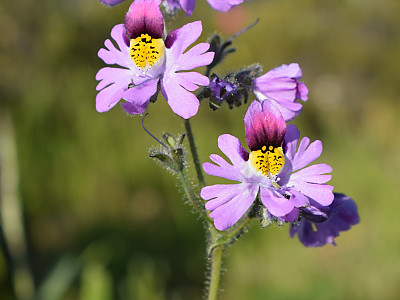 스키잔서스 사진 - Schizanthus pinnatus Photos