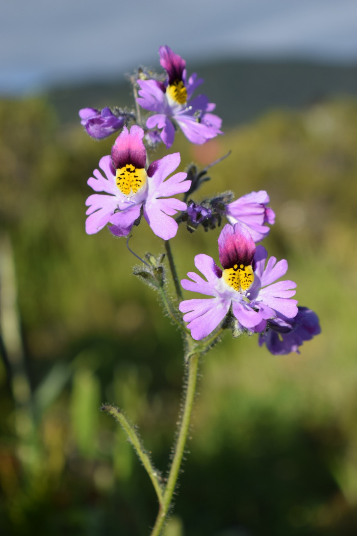 스키잔서스 - butterfly flower, fringeflower, poor-man