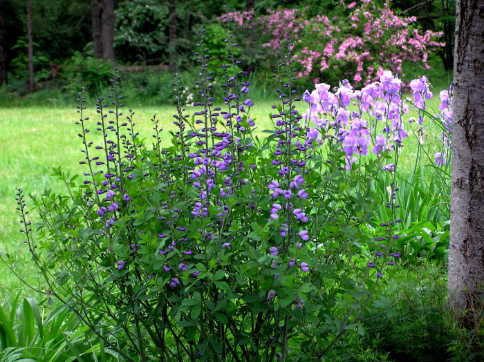 밥티시아 - False indico, Baptisia australis