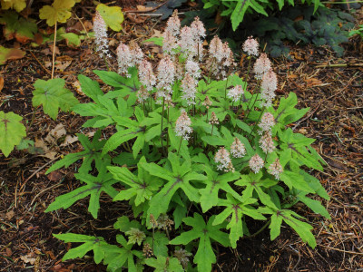 매화헐떨이풀 사진 - Tiarella cordifolia v.collina \'Oakleaf\' Photos