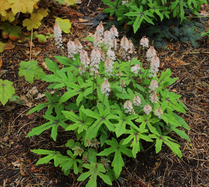 매화헐떨이풀 - heartleaf foamflower, heartleaved foamflower, Allegheny foamflower, false miterwort, Tiarella cordifolia v.collina 