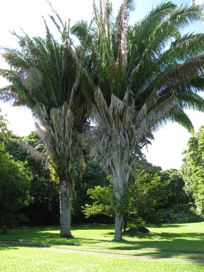 와인 야자 - Wine Palm, Yagua palm, American oil palm, Attalea butyracea