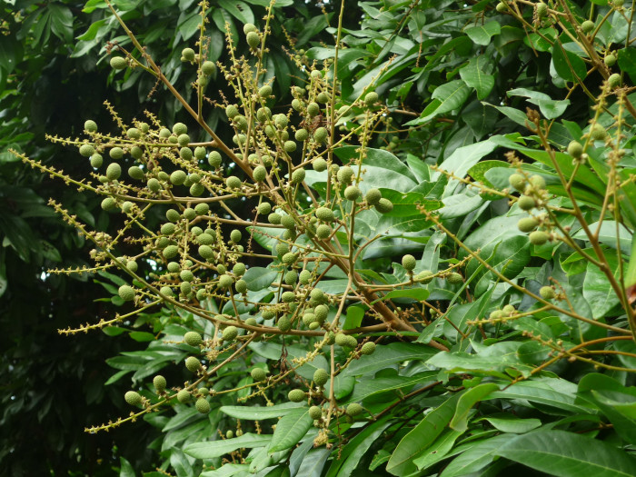용안 - longan, Dimocarpus longan Lour.