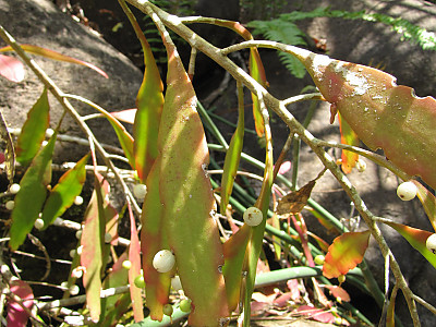 슈도립살리스 사진 - Pseudorhipsalis ramulosa Photos