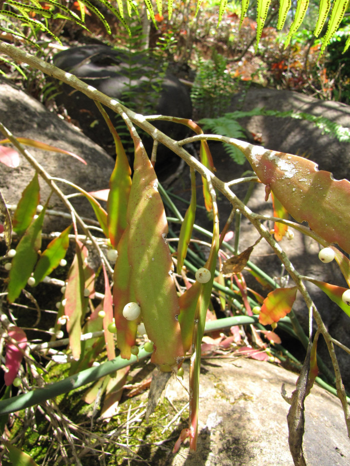 슈도립살리스 - Red mistletoe cactus, Pseudorhipsalis ramulosa