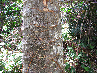 스틸트야자 사진 - Verschaffeltia splendida H.Wendl. Photos