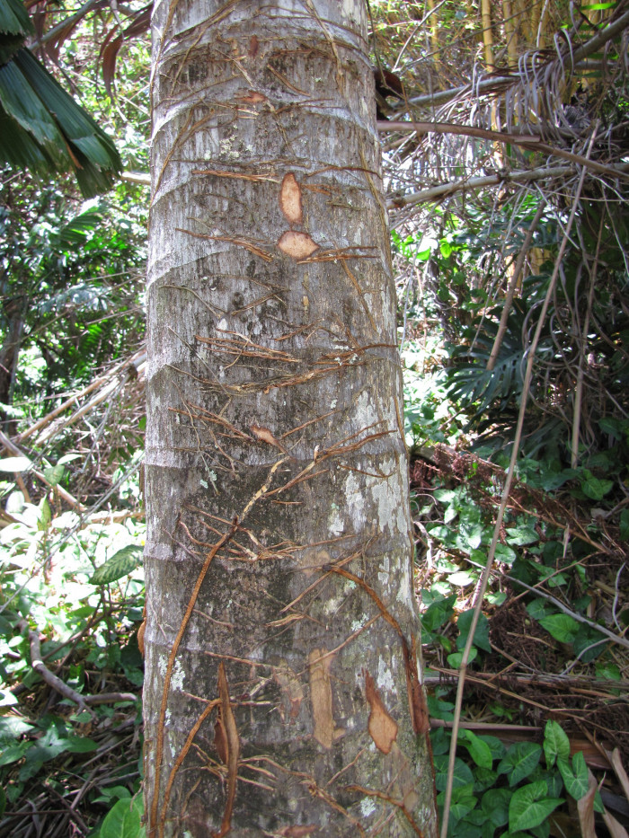 스틸트야자 - Seychelles Stilt Palm, Latanier Latte, Stilt Palm, Verschaffeltia splendida H.Wendl.