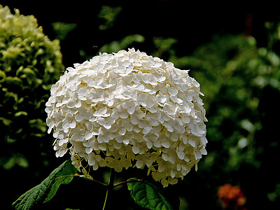 미국수국 사진 - Hydrangea arborescens L. Photos