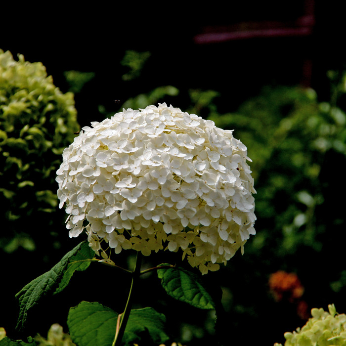미국수국 - Hydrangea arborescens L.