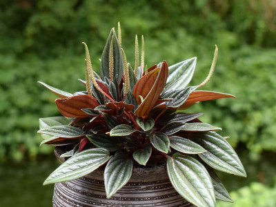 페페로미아 에덴로소 사진 - Peperomia Eden Rosso Photos