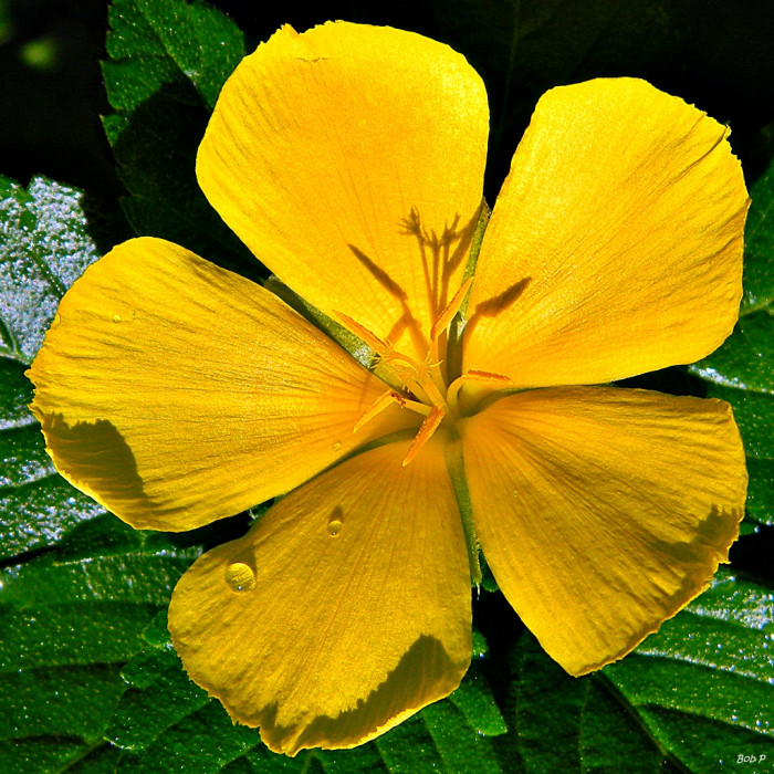 티네라 - ramgoat dashalong, yellow alder, Turnera ulmifolia L.