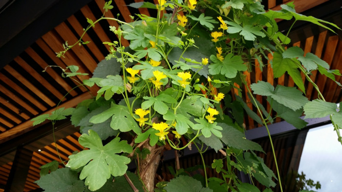 카나리아 덩굴 - canary creeper, Tropaeolum peregrinum