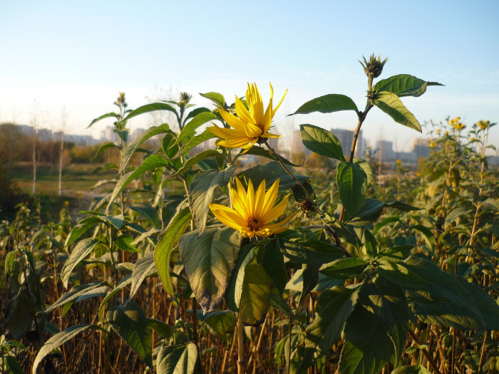 뚱단지 - Helianthus tuberosus L.