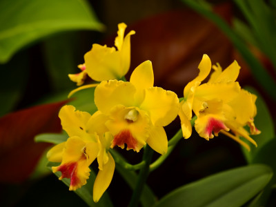 심비디움 사진 - Cymbidium spp. Photos