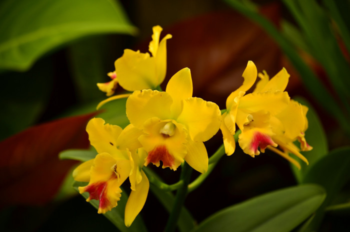 심비디움 - Cymbidium spp.