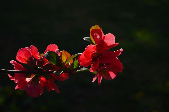 장수매 - Chaenomeles lagenaria cv.