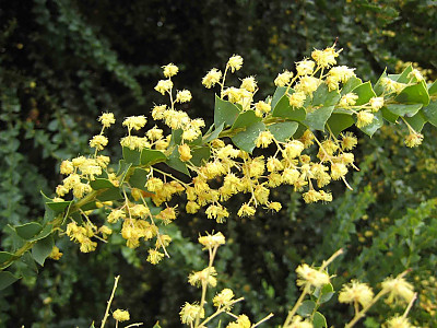 삼각잎 아카시아 사진 - Acacia cultriformis A. Cunn. ex G. Don Photos