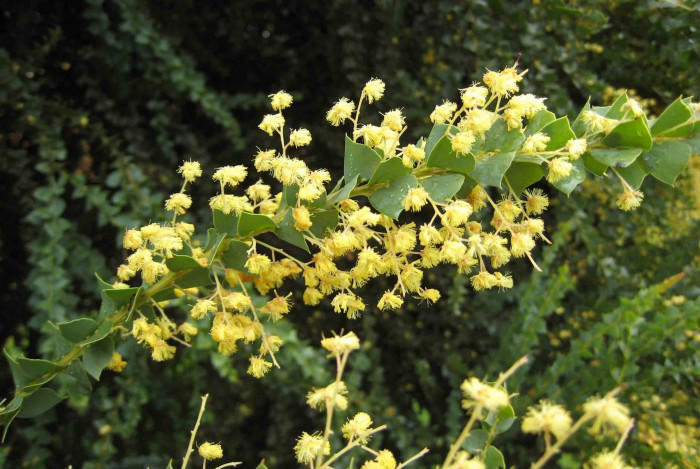삼각잎 아카시아 - knife-leaf wattle, dogtooth wattle, half-moon wattle, golden-glow wattle, Acacia cultriformis A. Cunn. ex G. Don