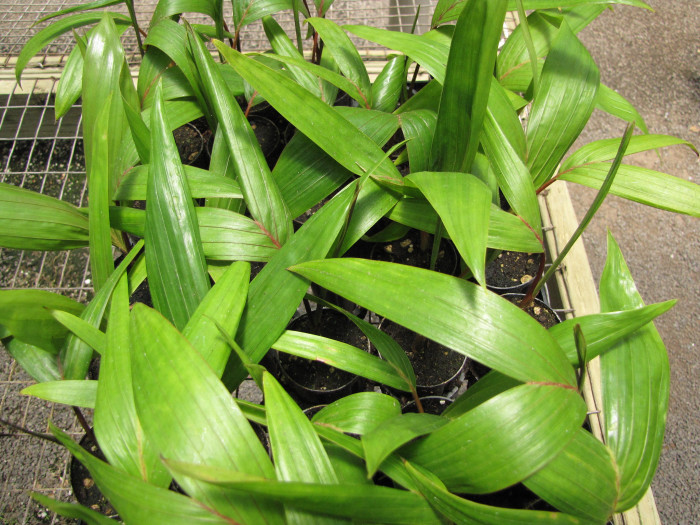 붉은잎 야자 - Red leaf Palm, Red feather Palm, Flame thrower Palm, Chambeyronia macrocarpa