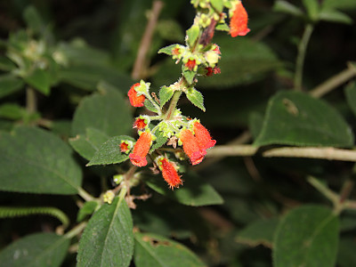 코레리아 사진 - Kohleria spp. Photos